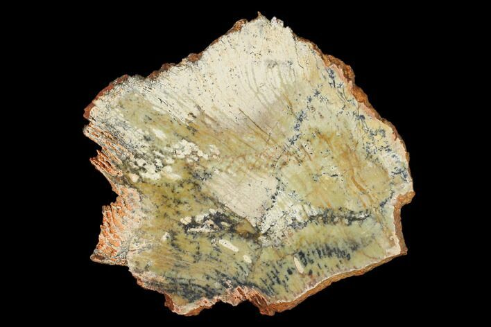 Strelley Pool Stromatolite Slab - Billion Years Old #150672